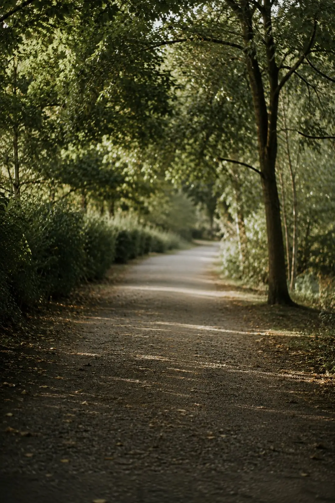 Sendero arbolado, túnel verde con luz filtrada